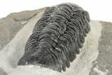 Detailed Austerops Trilobite - Visible Eye Facets #189834-5